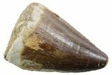 Fossil Mosasaur (Thalassotitan) Tooth - Morocco #353253-1